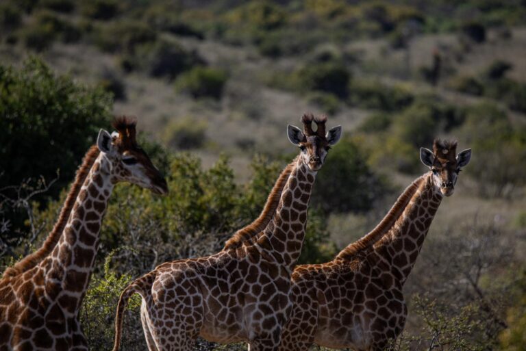 Hunting Safari South Africa